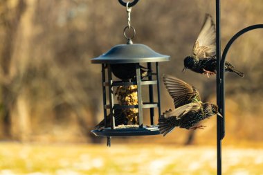Sığırcık istilası başladı. Bu istilacı kuşlar sürü halinde gelirler ve diğer kuşlar ve hayvanlar için yiyecekleri silip süpürürler. Hayvanlar parlak tüyleri ve benekleri ile oldukça güzeller..