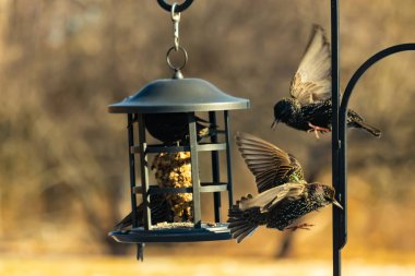 Sığırcık istilası başladı. Bu istilacı kuşlar sürü halinde gelirler ve diğer kuşlar ve hayvanlar için yiyecekleri silip süpürürler. Hayvanlar parlak tüyleri ve benekleri ile oldukça güzeller..
