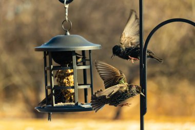 Sığırcık istilası başladı. Bu istilacı kuşlar sürü halinde gelirler ve diğer kuşlar ve hayvanlar için yiyecekleri silip süpürürler. Hayvanlar parlak tüyleri ve benekleri ile oldukça güzeller..