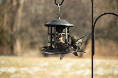 Sığırcık istilası başladı. Bu istilacı kuşlar sürü halinde gelirler ve diğer kuşlar ve hayvanlar için yiyecekleri silip süpürürler. Hayvanlar parlak tüyleri ve benekleri ile oldukça güzeller..