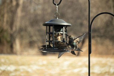 Sığırcık istilası başladı. Bu istilacı kuşlar sürü halinde gelirler ve diğer kuşlar ve hayvanlar için yiyecekleri silip süpürürler. Hayvanlar parlak tüyleri ve benekleri ile oldukça güzeller..