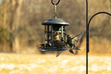 Sığırcık istilası başladı. Bu istilacı kuşlar sürü halinde gelirler ve diğer kuşlar ve hayvanlar için yiyecekleri silip süpürürler. Hayvanlar parlak tüyleri ve benekleri ile oldukça güzeller..