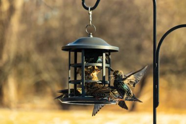 Sığırcık istilası başladı. Bu istilacı kuşlar sürü halinde gelirler ve diğer kuşlar ve hayvanlar için yiyecekleri silip süpürürler. Hayvanlar parlak tüyleri ve benekleri ile oldukça güzeller..