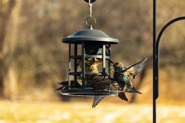 Sığırcık istilası başladı. Bu istilacı kuşlar sürü halinde gelirler ve diğer kuşlar ve hayvanlar için yiyecekleri silip süpürürler. Hayvanlar parlak tüyleri ve benekleri ile oldukça güzeller..