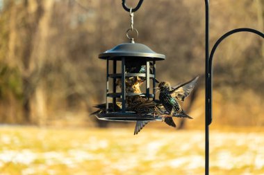 Sığırcık istilası başladı. Bu istilacı kuşlar sürü halinde gelirler ve diğer kuşlar ve hayvanlar için yiyecekleri silip süpürürler. Hayvanlar parlak tüyleri ve benekleri ile oldukça güzeller..