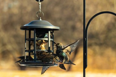 Sığırcık istilası başladı. Bu istilacı kuşlar sürü halinde gelirler ve diğer kuşlar ve hayvanlar için yiyecekleri silip süpürürler. Hayvanlar parlak tüyleri ve benekleri ile oldukça güzeller..