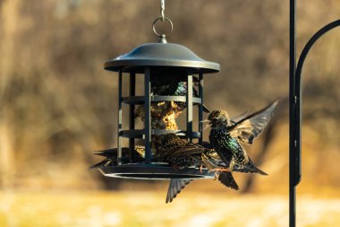 Sığırcık istilası başladı. Bu istilacı kuşlar sürü halinde gelirler ve diğer kuşlar ve hayvanlar için yiyecekleri silip süpürürler. Hayvanlar parlak tüyleri ve benekleri ile oldukça güzeller..