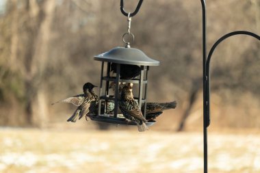 Sığırcık istilası başladı. Bu istilacı kuşlar sürü halinde gelirler ve diğer kuşlar ve hayvanlar için yiyecekleri silip süpürürler. Hayvanlar parlak tüyleri ve benekleri ile oldukça güzeller..