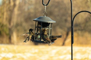 Sığırcık istilası başladı. Bu istilacı kuşlar sürü halinde gelirler ve diğer kuşlar ve hayvanlar için yiyecekleri silip süpürürler. Hayvanlar parlak tüyleri ve benekleri ile oldukça güzeller..