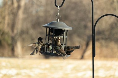 Sığırcık istilası başladı. Bu istilacı kuşlar sürü halinde gelirler ve diğer kuşlar ve hayvanlar için yiyecekleri silip süpürürler. Hayvanlar parlak tüyleri ve benekleri ile oldukça güzeller..
