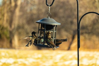 Sığırcık istilası başladı. Bu istilacı kuşlar sürü halinde gelirler ve diğer kuşlar ve hayvanlar için yiyecekleri silip süpürürler. Hayvanlar parlak tüyleri ve benekleri ile oldukça güzeller..