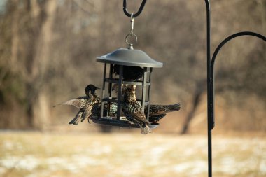 Sığırcık istilası başladı. Bu istilacı kuşlar sürü halinde gelirler ve diğer kuşlar ve hayvanlar için yiyecekleri silip süpürürler. Hayvanlar parlak tüyleri ve benekleri ile oldukça güzeller..