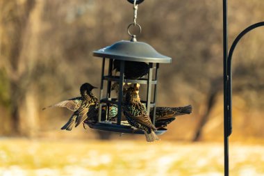 Sığırcık istilası başladı. Bu istilacı kuşlar sürü halinde gelirler ve diğer kuşlar ve hayvanlar için yiyecekleri silip süpürürler. Hayvanlar parlak tüyleri ve benekleri ile oldukça güzeller..