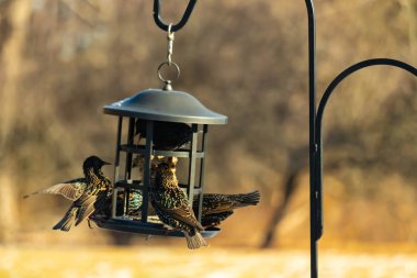 Sığırcık istilası başladı. Bu istilacı kuşlar sürü halinde gelirler ve diğer kuşlar ve hayvanlar için yiyecekleri silip süpürürler. Hayvanlar parlak tüyleri ve benekleri ile oldukça güzeller..
