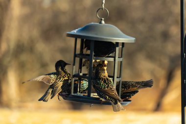 Sığırcık istilası başladı. Bu istilacı kuşlar sürü halinde gelirler ve diğer kuşlar ve hayvanlar için yiyecekleri silip süpürürler. Hayvanlar parlak tüyleri ve benekleri ile oldukça güzeller..