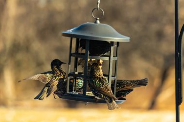 Sığırcık istilası başladı. Bu istilacı kuşlar sürü halinde gelirler ve diğer kuşlar ve hayvanlar için yiyecekleri silip süpürürler. Hayvanlar parlak tüyleri ve benekleri ile oldukça güzeller..