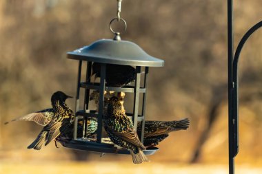 Sığırcık istilası başladı. Bu istilacı kuşlar sürü halinde gelirler ve diğer kuşlar ve hayvanlar için yiyecekleri silip süpürürler. Hayvanlar parlak tüyleri ve benekleri ile oldukça güzeller..