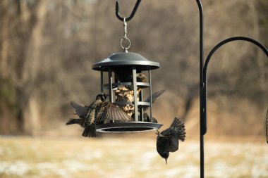 Sığırcık istilası başladı. Bu istilacı kuşlar sürü halinde gelirler ve diğer kuşlar ve hayvanlar için yiyecekleri silip süpürürler. Hayvanlar parlak tüyleri ve benekleri ile oldukça güzeller..