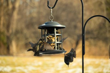 Sığırcık istilası başladı. Bu istilacı kuşlar sürü halinde gelirler ve diğer kuşlar ve hayvanlar için yiyecekleri silip süpürürler. Hayvanlar parlak tüyleri ve benekleri ile oldukça güzeller..