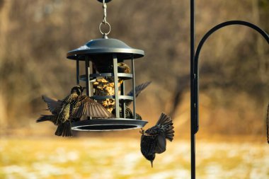 Sığırcık istilası başladı. Bu istilacı kuşlar sürü halinde gelirler ve diğer kuşlar ve hayvanlar için yiyecekleri silip süpürürler. Hayvanlar parlak tüyleri ve benekleri ile oldukça güzeller..