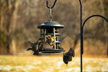 Sığırcık istilası başladı. Bu istilacı kuşlar sürü halinde gelirler ve diğer kuşlar ve hayvanlar için yiyecekleri silip süpürürler. Hayvanlar parlak tüyleri ve benekleri ile oldukça güzeller..
