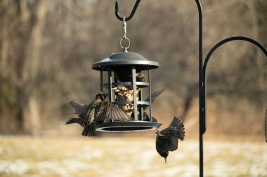 Sığırcık istilası başladı. Bu istilacı kuşlar sürü halinde gelirler ve diğer kuşlar ve hayvanlar için yiyecekleri silip süpürürler. Hayvanlar parlak tüyleri ve benekleri ile oldukça güzeller..