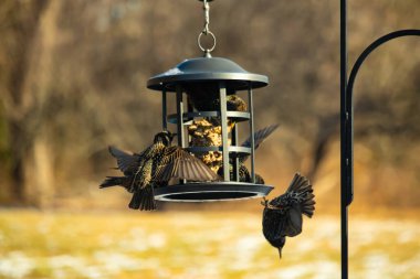 Sığırcık istilası başladı. Bu istilacı kuşlar sürü halinde gelirler ve diğer kuşlar ve hayvanlar için yiyecekleri silip süpürürler. Hayvanlar parlak tüyleri ve benekleri ile oldukça güzeller..