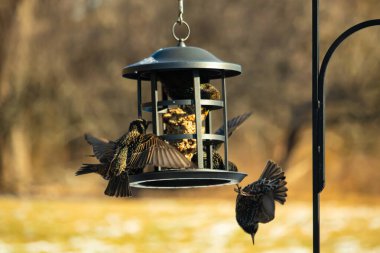 Sığırcık istilası başladı. Bu istilacı kuşlar sürü halinde gelirler ve diğer kuşlar ve hayvanlar için yiyecekleri silip süpürürler. Hayvanlar parlak tüyleri ve benekleri ile oldukça güzeller..