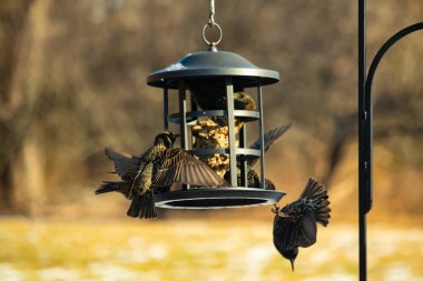 Sığırcık istilası başladı. Bu istilacı kuşlar sürü halinde gelirler ve diğer kuşlar ve hayvanlar için yiyecekleri silip süpürürler. Hayvanlar parlak tüyleri ve benekleri ile oldukça güzeller..