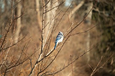 Çarpıcı mavi bir karga, yıpranmış bir dala tünemişti. Mavi tüyleri, bulanık, altın arkaplana karşıydı. Doğal güzellik huzurlu bir anda yakalanır..