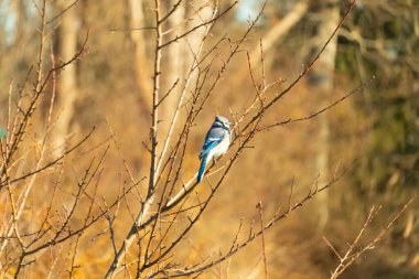 Çarpıcı mavi bir karga, yıpranmış bir dala tünemişti. Mavi tüyleri, bulanık, altın arkaplana karşıydı. Doğal güzellik huzurlu bir anda yakalanır..