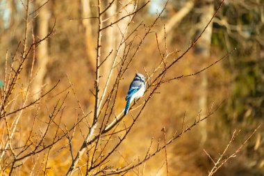 Çarpıcı mavi bir karga, yıpranmış bir dala tünemişti. Mavi tüyleri, bulanık, altın arkaplana karşıydı. Doğal güzellik huzurlu bir anda yakalanır..