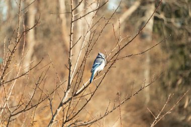Çarpıcı mavi bir karga, yıpranmış bir dala tünemişti. Mavi tüyleri, bulanık, altın arkaplana karşıydı. Doğal güzellik huzurlu bir anda yakalanır..