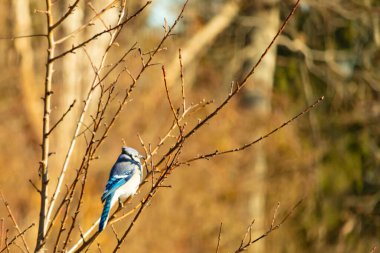Çarpıcı mavi bir karga, yıpranmış bir dala tünemişti. Mavi tüyleri, bulanık, altın arkaplana karşıydı. Doğal güzellik huzurlu bir anda yakalanır..