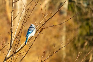 Çarpıcı mavi bir karga, yıpranmış bir dala tünemişti. Mavi tüyleri, bulanık, altın arkaplana karşıydı. Doğal güzellik huzurlu bir anda yakalanır..