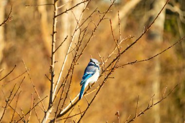 Çarpıcı mavi bir karga, yıpranmış bir dala tünemişti. Mavi tüyleri, bulanık, altın arkaplana karşıydı. Doğal güzellik huzurlu bir anda yakalanır..