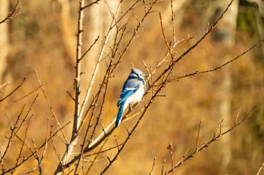 Çarpıcı mavi bir karga, yıpranmış bir dala tünemişti. Mavi tüyleri, bulanık, altın arkaplana karşıydı. Doğal güzellik huzurlu bir anda yakalanır..