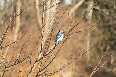 Çarpıcı mavi bir karga, yıpranmış bir dala tünemişti. Mavi tüyleri, bulanık, altın arkaplana karşıydı. Doğal güzellik huzurlu bir anda yakalanır..
