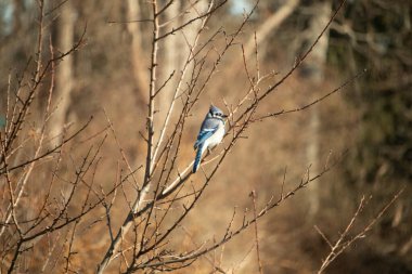 Çarpıcı mavi bir karga, yıpranmış bir dala tünemişti. Mavi tüyleri, bulanık, altın arkaplana karşıydı. Doğal güzellik huzurlu bir anda yakalanır..