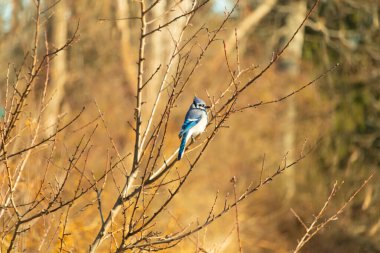 Çarpıcı mavi bir karga, yıpranmış bir dala tünemişti. Mavi tüyleri, bulanık, altın arkaplana karşıydı. Doğal güzellik huzurlu bir anda yakalanır..