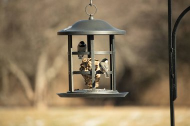 İki küçük, gri piliç, metal bir kuş yemi yemliğinin üzerinde bulanık, dokulu bir arka planda asılı duruyor. Arka bahçe kuşları, vahşi yaşam, beslenme.