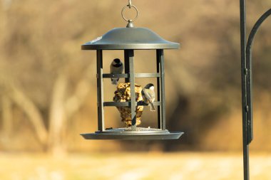 İki küçük, gri piliç, metal bir kuş yemi yemliğinin üzerinde bulanık, dokulu bir arka planda asılı duruyor. Arka bahçe kuşları, vahşi yaşam, beslenme.