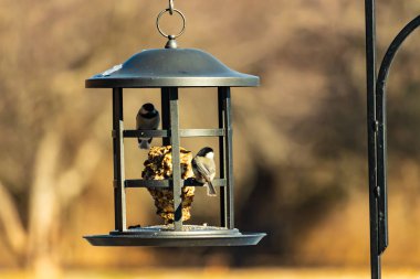 İki küçük, gri piliç, metal bir kuş yemi yemliğinin üzerinde bulanık, dokulu bir arka planda asılı duruyor. Arka bahçe kuşları, vahşi yaşam, beslenme.