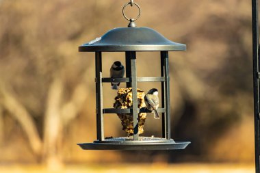 İki küçük, gri piliç, metal bir kuş yemi yemliğinin üzerinde bulanık, dokulu bir arka planda asılı duruyor. Arka bahçe kuşları, vahşi yaşam, beslenme.