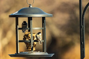 İki küçük, gri piliç, metal bir kuş yemi yemliğinin üzerinde bulanık, dokulu bir arka planda asılı duruyor. Arka bahçe kuşları, vahşi yaşam, beslenme.
