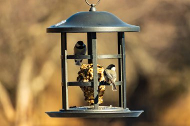 İki küçük, gri piliç, metal bir kuş yemi yemliğinin üzerinde bulanık, dokulu bir arka planda asılı duruyor. Arka bahçe kuşları, vahşi yaşam, beslenme.