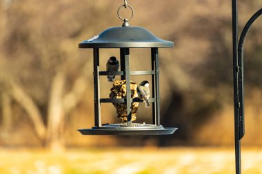 İki küçük, gri piliç, metal bir kuş yemi yemliğinin üzerinde bulanık, dokulu bir arka planda asılı duruyor. Arka bahçe kuşları, vahşi yaşam, beslenme.
