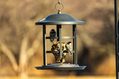 İki küçük, gri piliç, metal bir kuş yemi yemliğinin üzerinde bulanık, dokulu bir arka planda asılı duruyor. Arka bahçe kuşları, vahşi yaşam, beslenme.