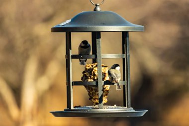 İki küçük, gri piliç, metal bir kuş yemi yemliğinin üzerinde bulanık, dokulu bir arka planda asılı duruyor. Arka bahçe kuşları, vahşi yaşam, beslenme.