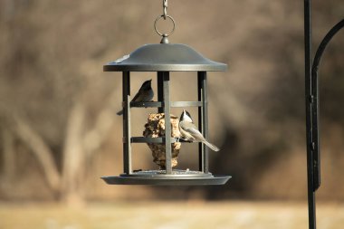 İki küçük, gri piliç, metal bir kuş yemi yemliğinin üzerinde bulanık, dokulu bir arka planda asılı duruyor. Arka bahçe kuşları, vahşi yaşam, beslenme.
